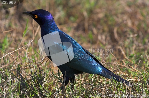 Image of blue sterling in grass