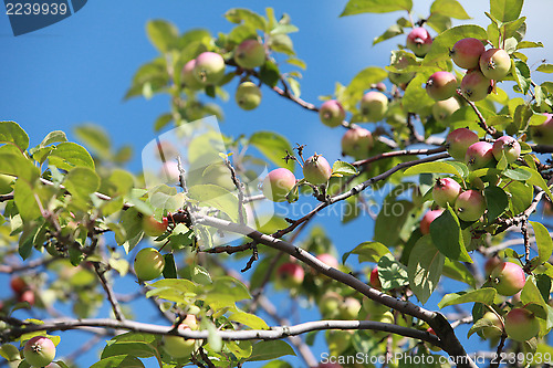 Image of Paradise apples 