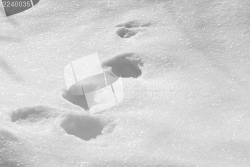 Image of Tracks on snow