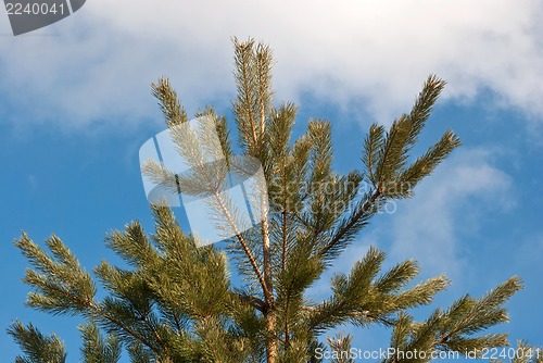 Image of Tree against the sky.