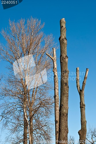 Image of Trees on background of the sky.