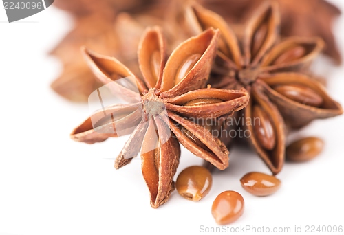 Image of anisetree anise