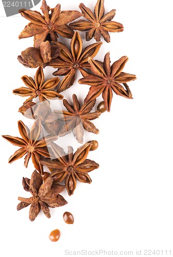 Image of anisetree anise