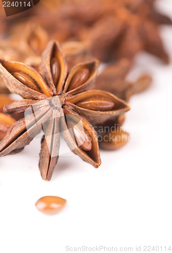 Image of anisetree anise