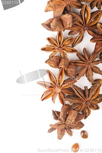 Image of anisetree anise