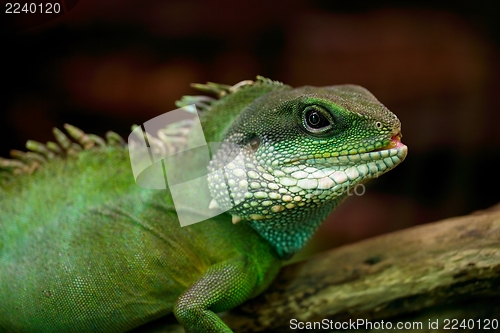 Image of Iguana