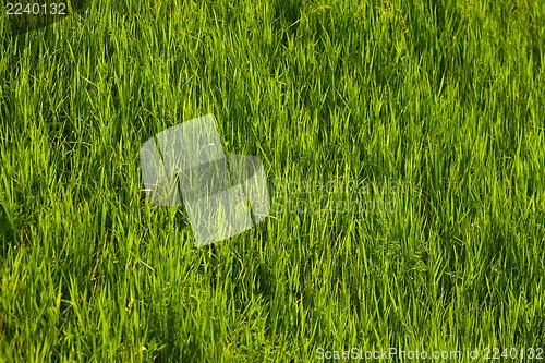 Image of Grass