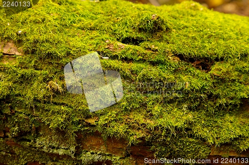 Image of Moss