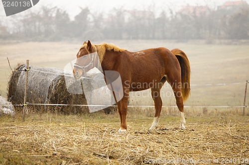 Image of Horse