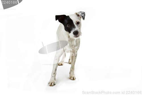 Image of Parson Jack Russell 