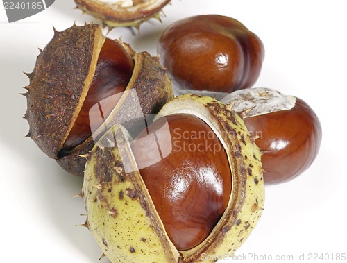 Image of horse chestnuts