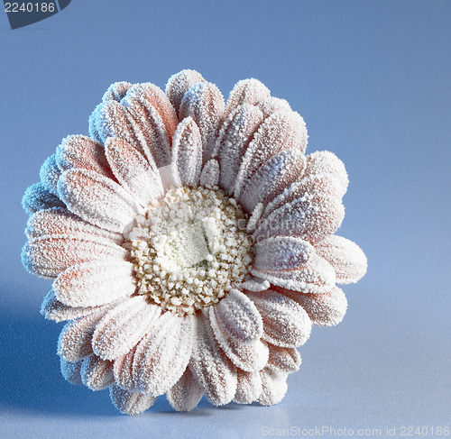 Image of iced gerbera flower