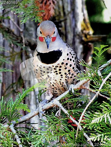 Image of Northern Flicker