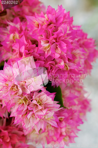 Image of Bougainvillea Thai Gold