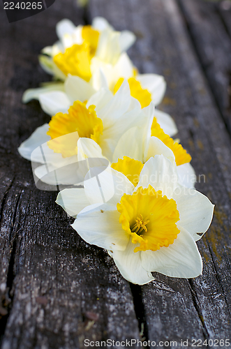 Image of Daffodils