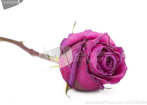 Image of Pink roses