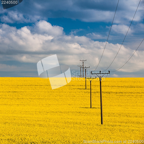 Image of Rape field and blue sky