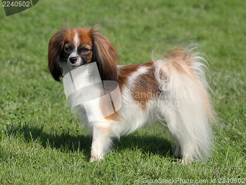 Image of Phalene young dog