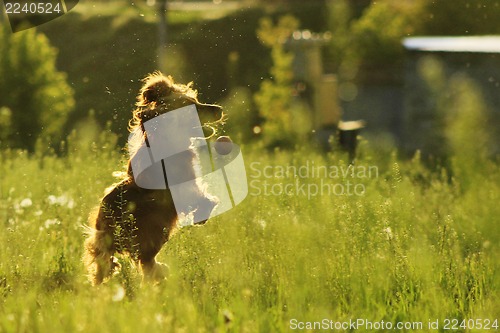 Image of Dog catching ball