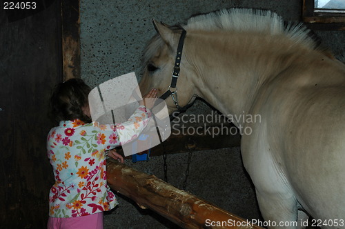 Image of Fjordhorse at Langedrag