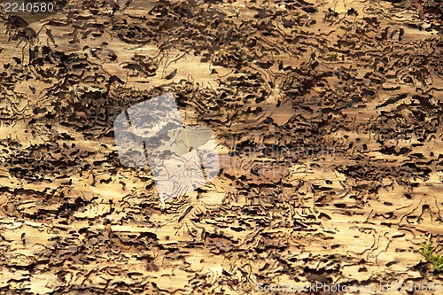 Image of abstract background with bark beetle traces