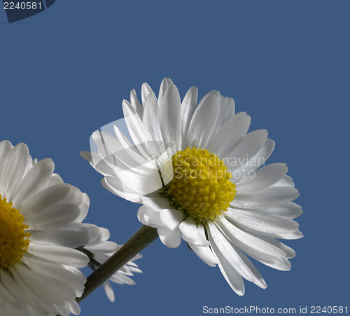 Image of daisy closeup in blue back