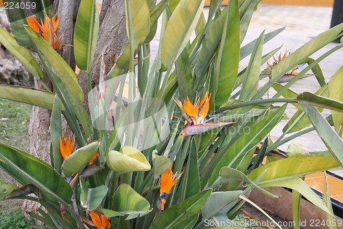 Image of Strelitzia