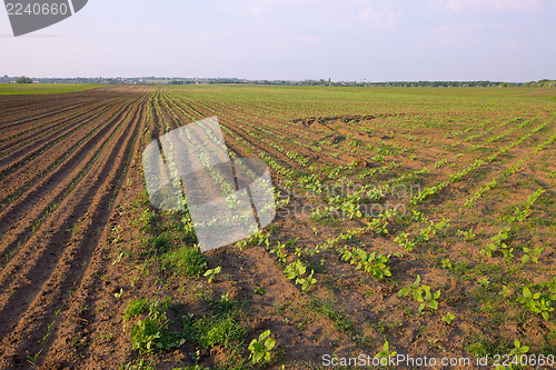 Image of Field