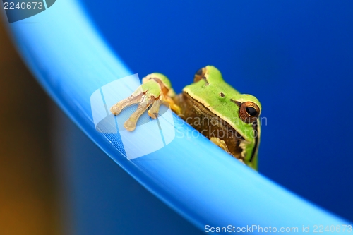 Image of Frog