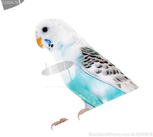 Image of wavy parrot