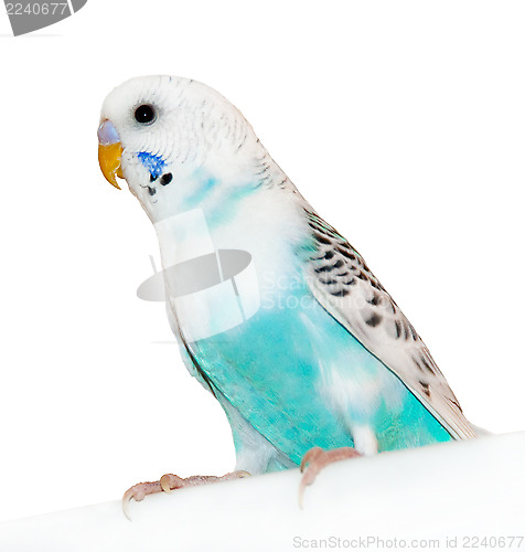 Image of parrot