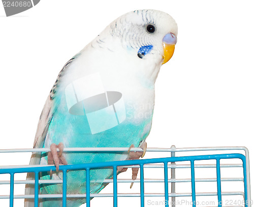 Image of wavy parrot