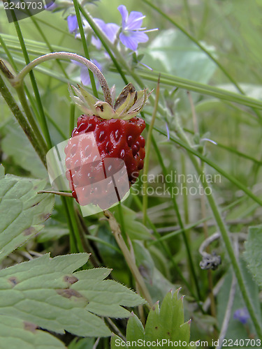 Image of wild strawberry