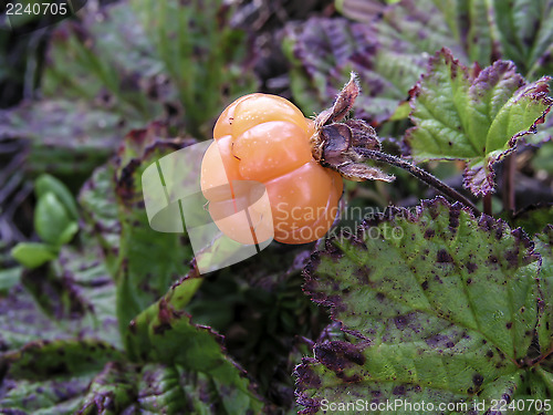 Image of Cloudberry 
