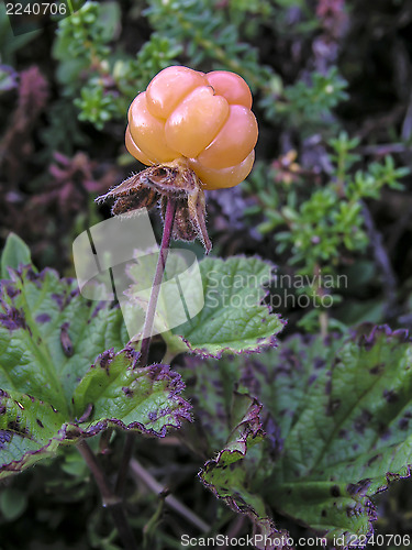 Image of Cloudberry