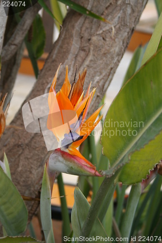 Image of Strelitzia