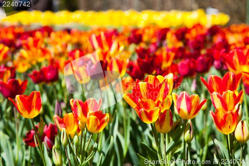 Image of Tulips garden