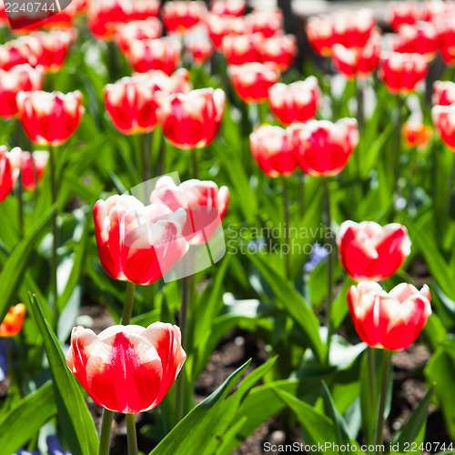 Image of Tulips garden