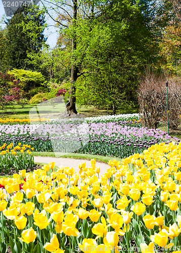 Image of Tulips garden