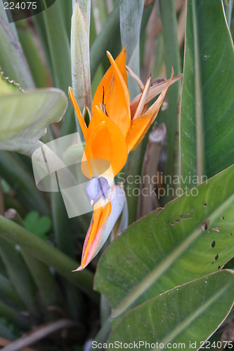 Image of Strelitzia