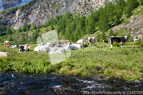 Image of Cows and Italian Alps