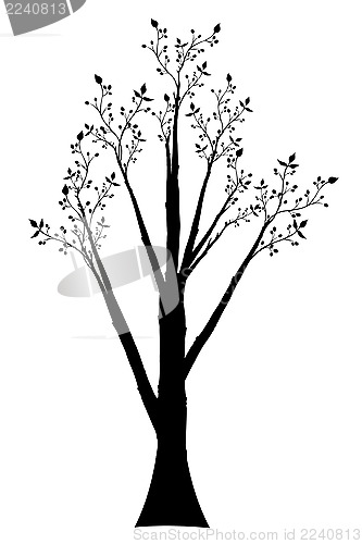 Image of Olive Tree