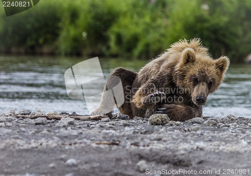 Image of bear cub