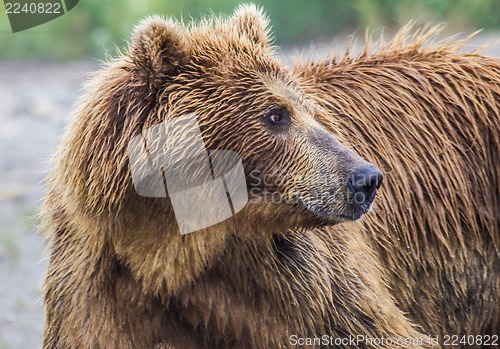 Image of The brown bear fishes