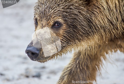 Image of bear cub