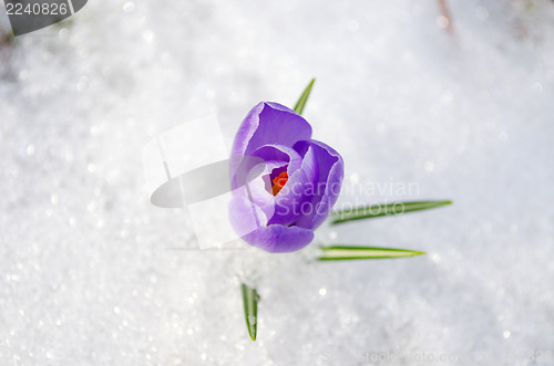 Image of saffron crocus blue spring bloom closeup in snow 