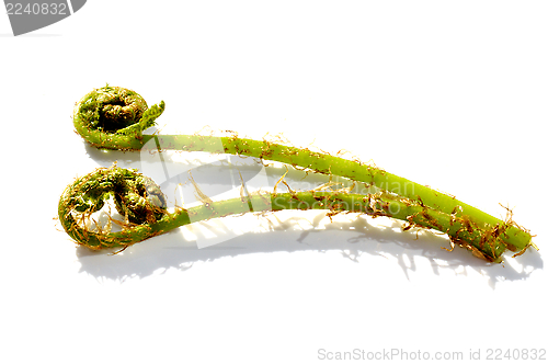 Image of Young ferns