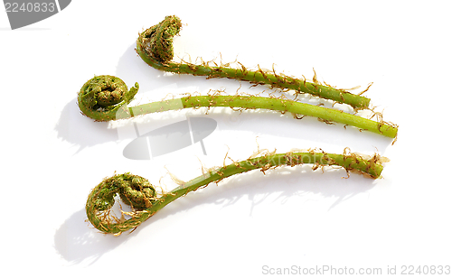 Image of Unfolding ferns