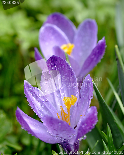 Image of Crocus