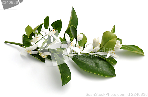 Image of Kumquat flowers